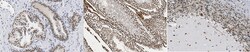 MilliporeSigma PP2C Isoform delta, Mouse, Unlabeled, Clone: 2F7.1, 100&mu;L;